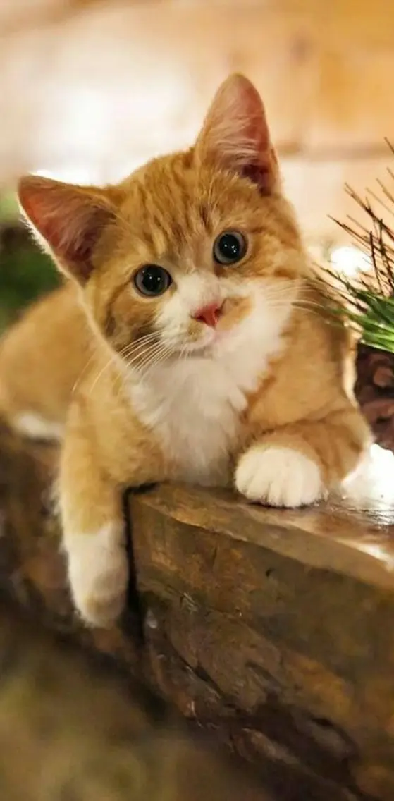 Cute Kitty