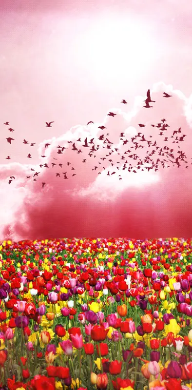 Rosey Tulip Field