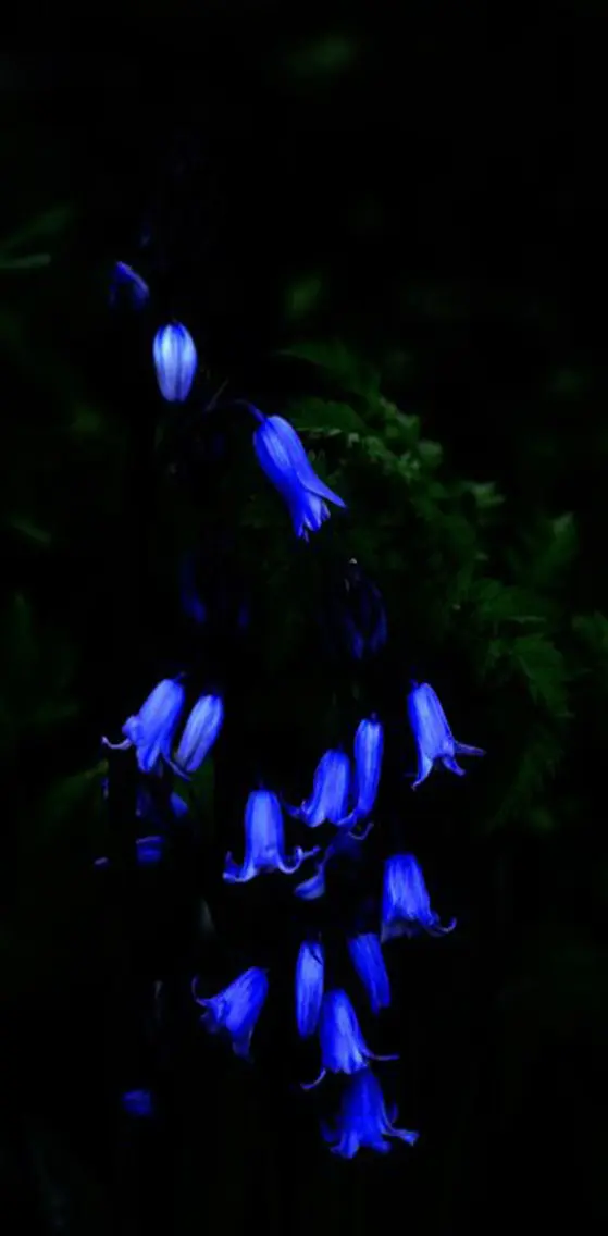Blue  Flowers