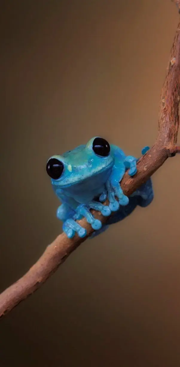 Cutest frog in town