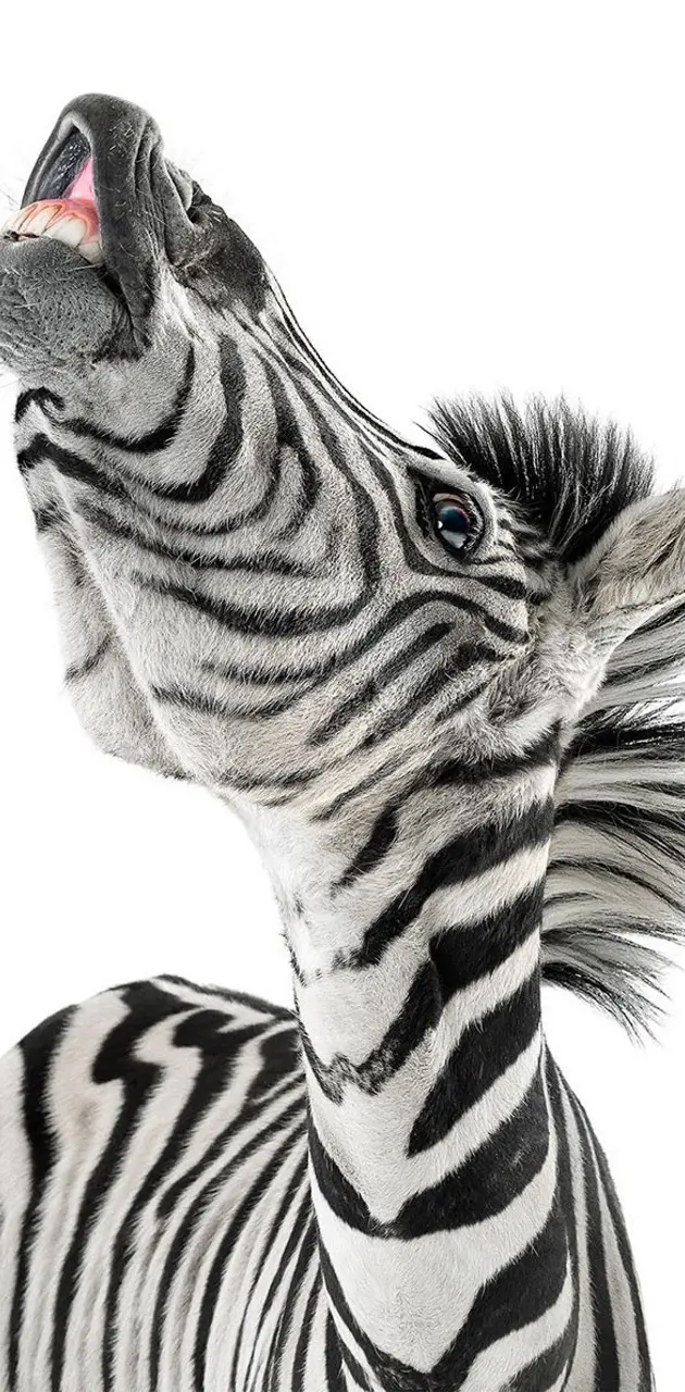 zebra funny face