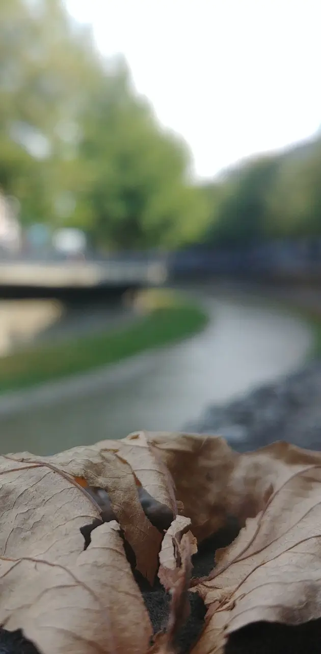 Leaf and River