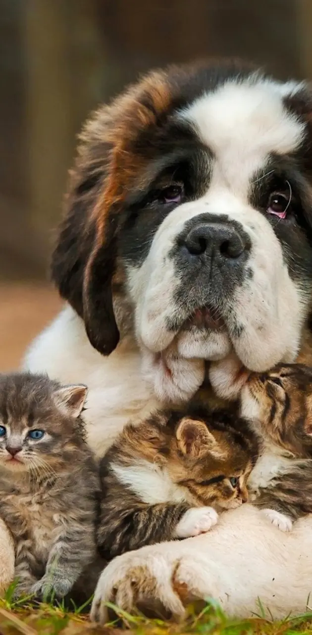 Dog and small Cats