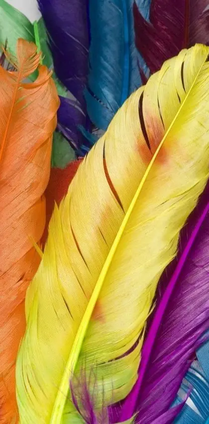 Multicolor Feathers