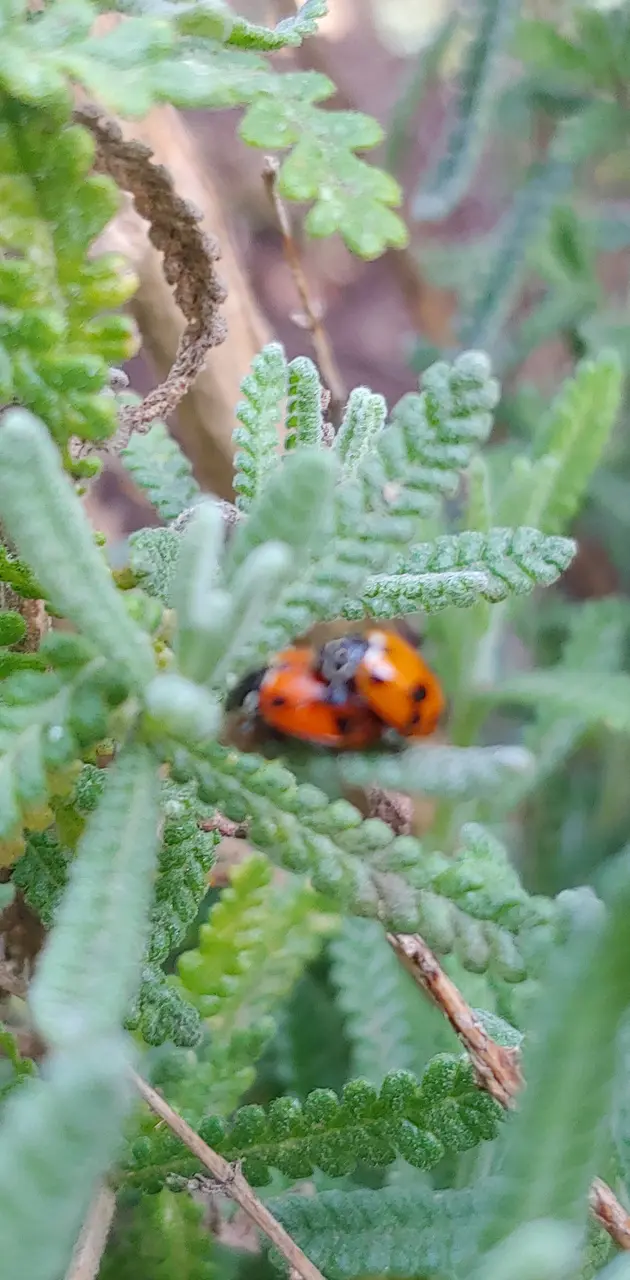 Ladybugs in lavender