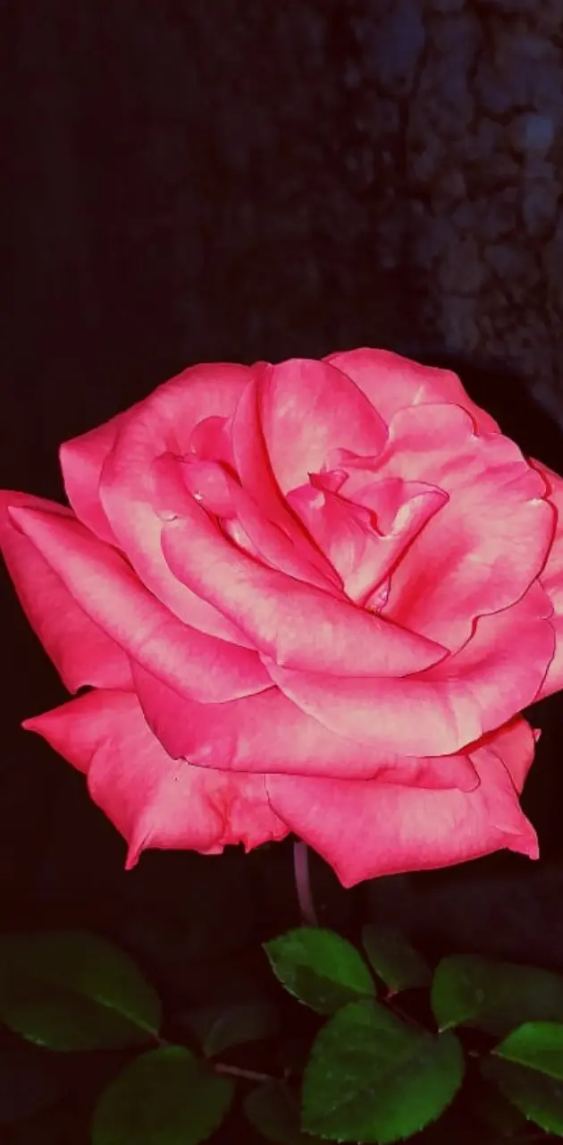 Rose wallpaper 