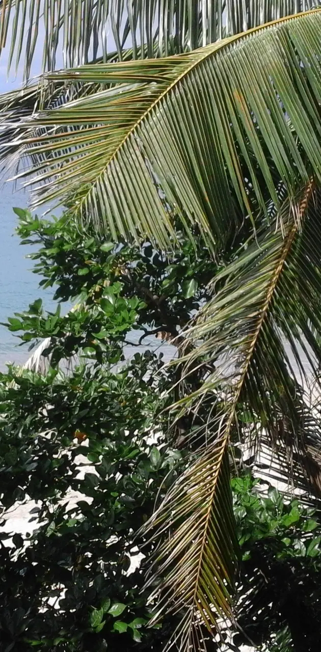 Coconat tree