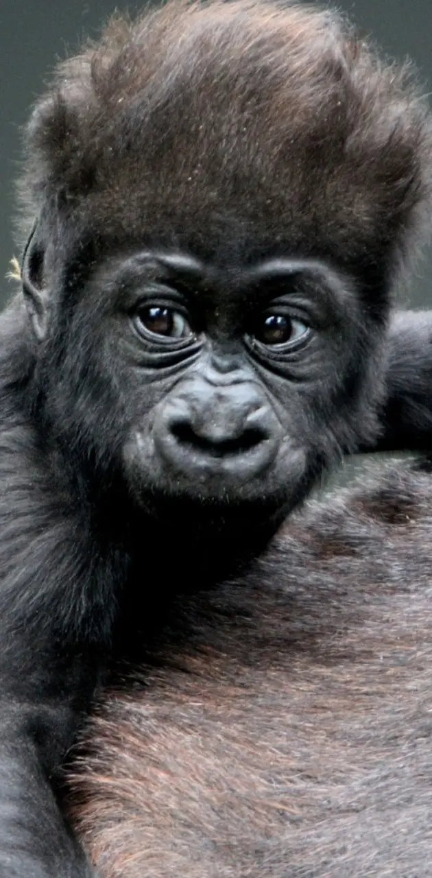 baby gorilla wallpaper