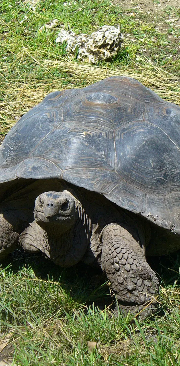 Galapago Tortoise