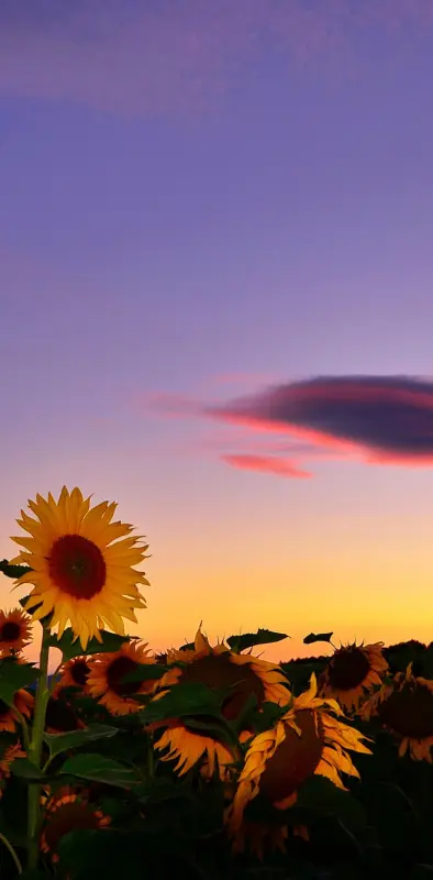 Sunflowers sunset