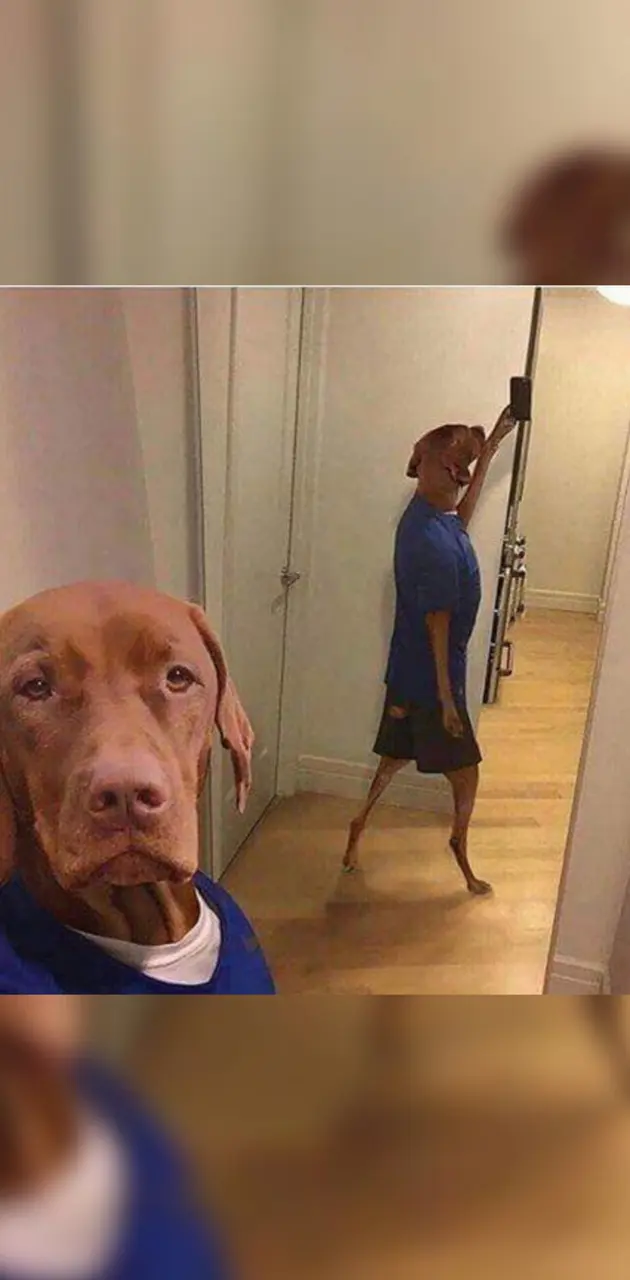 My dog made selfie