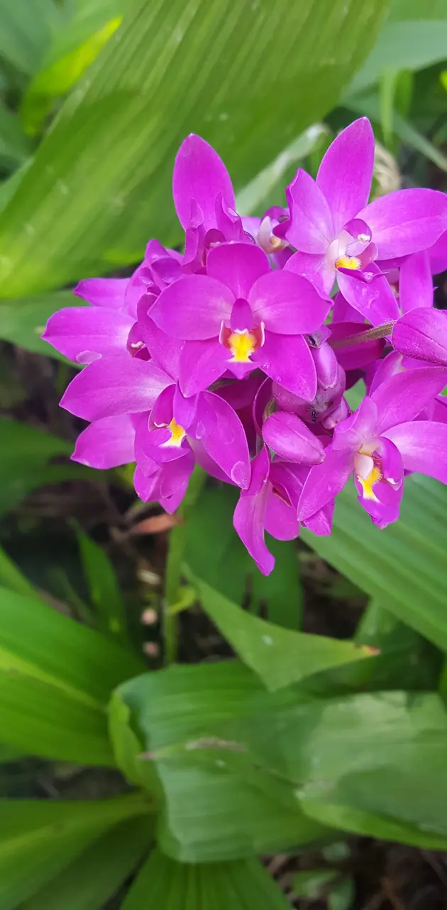 Hawaii Flowers