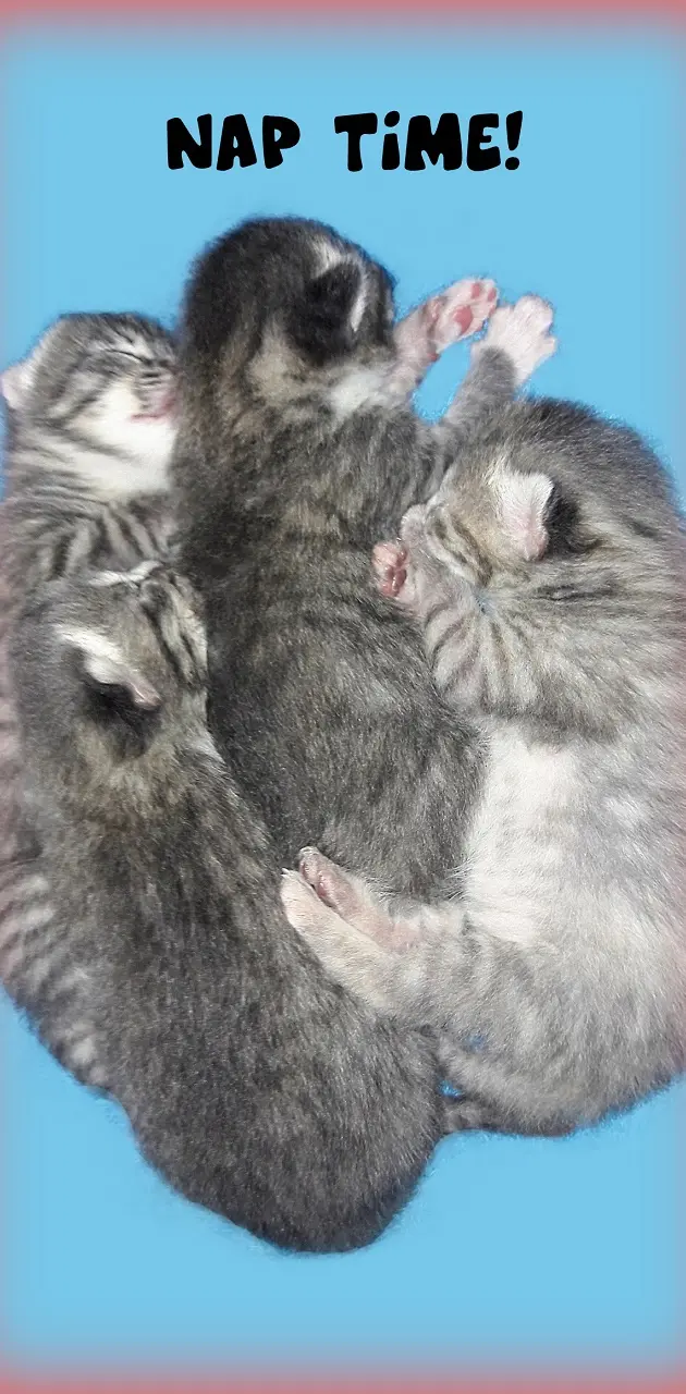 Nap Time Kittens