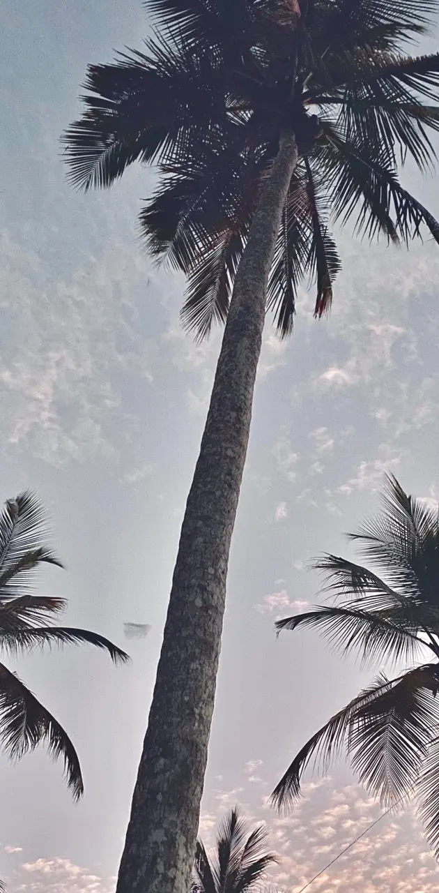 Beach coconut tree