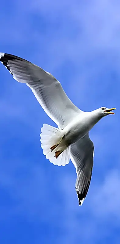 Free White Bird