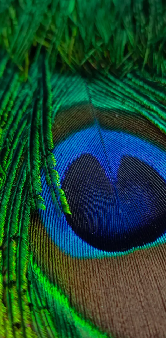 Feather of peacock