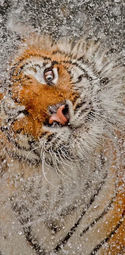 Tiger Bathing