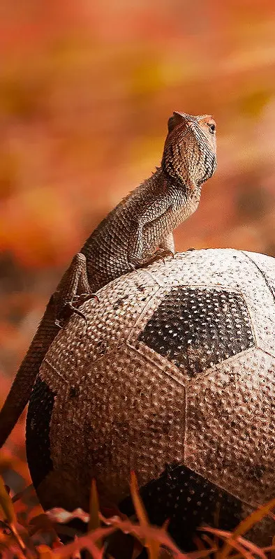 Lizard And Football