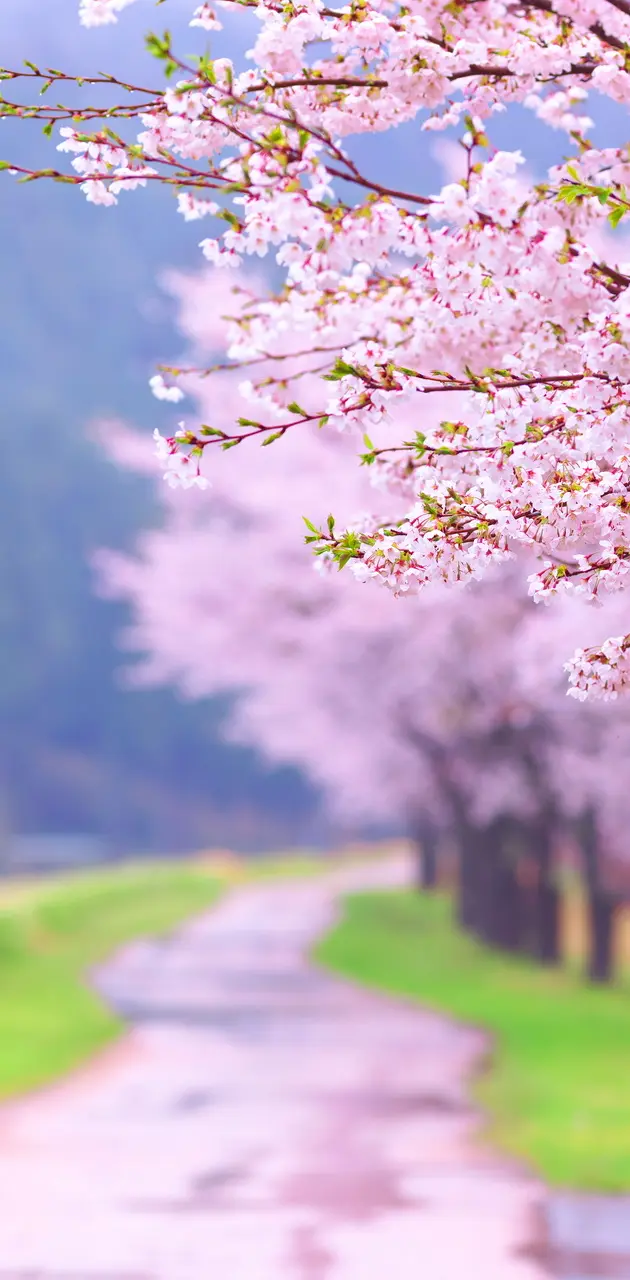 Sakura Path