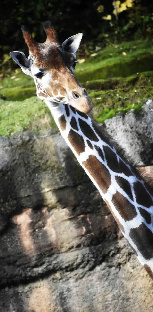 Portland Zoo Giraffe