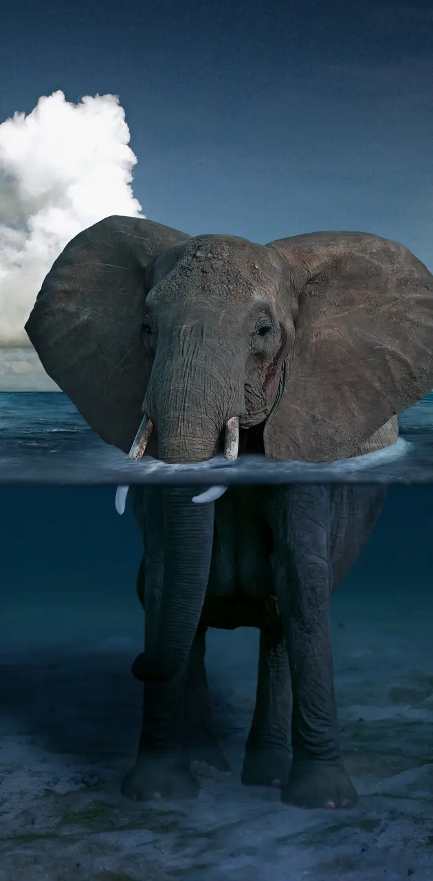 Elephant In Water