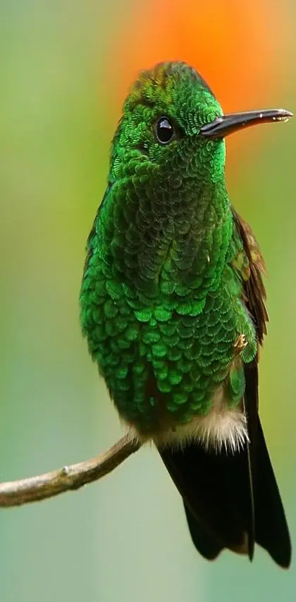 Green Bird