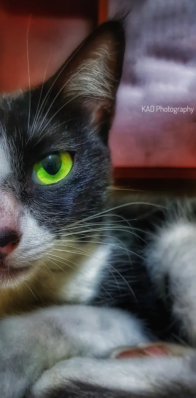 Cat with green eye