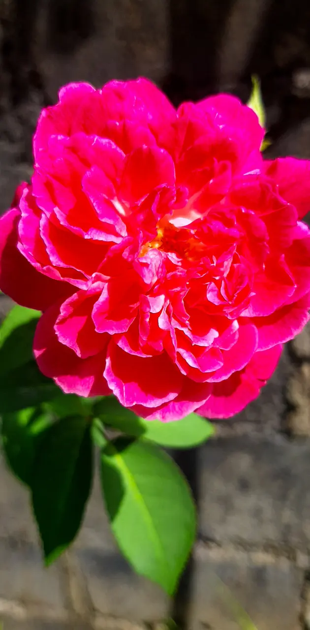 Rose flower 
