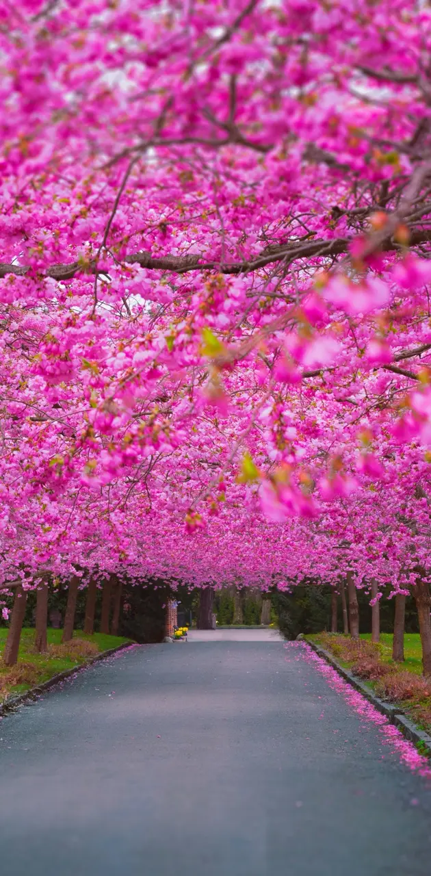 Blossom Path