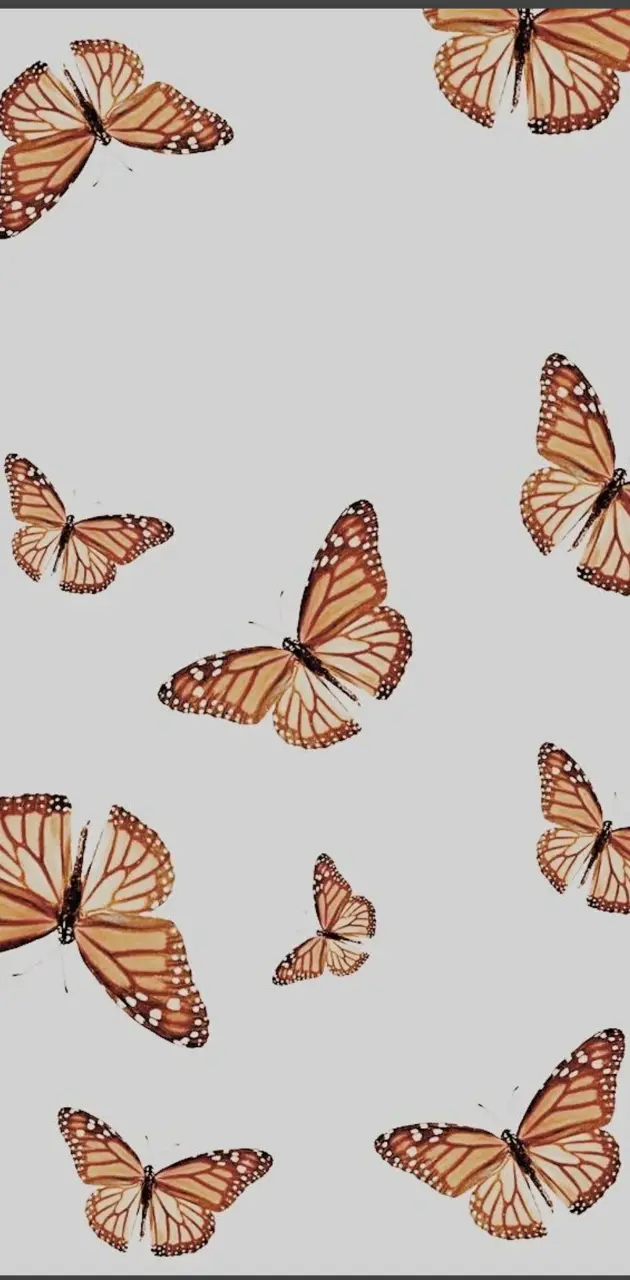 mariposa 