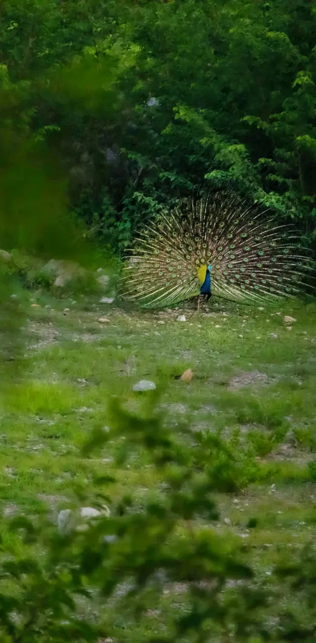 Peacock Wing