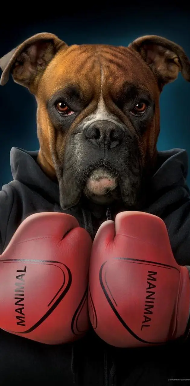 Boxing dog