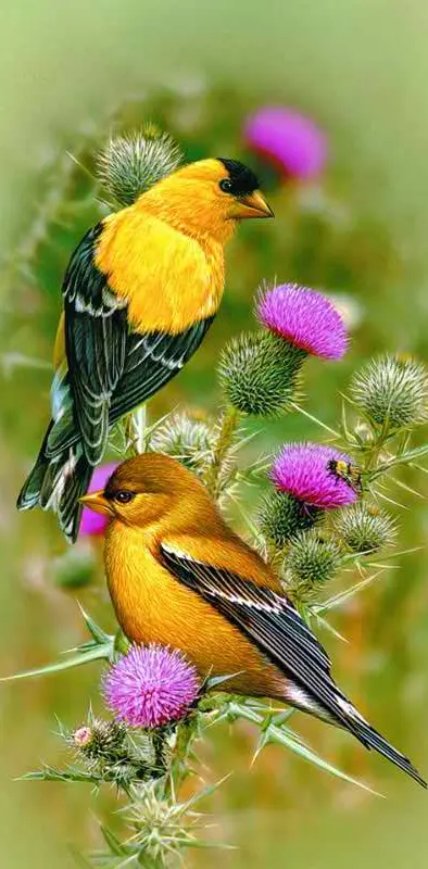 Cute Birds
