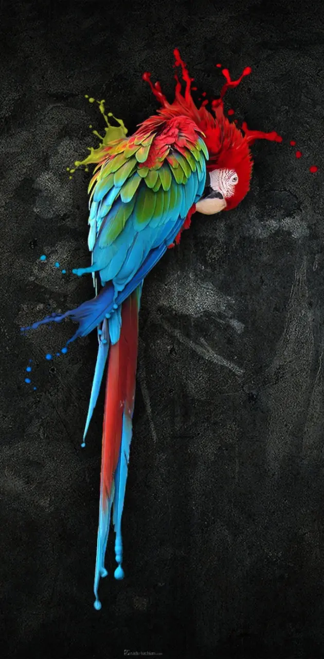 Pretty parrot