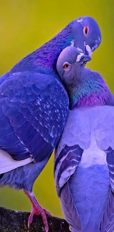 Love bird kissing