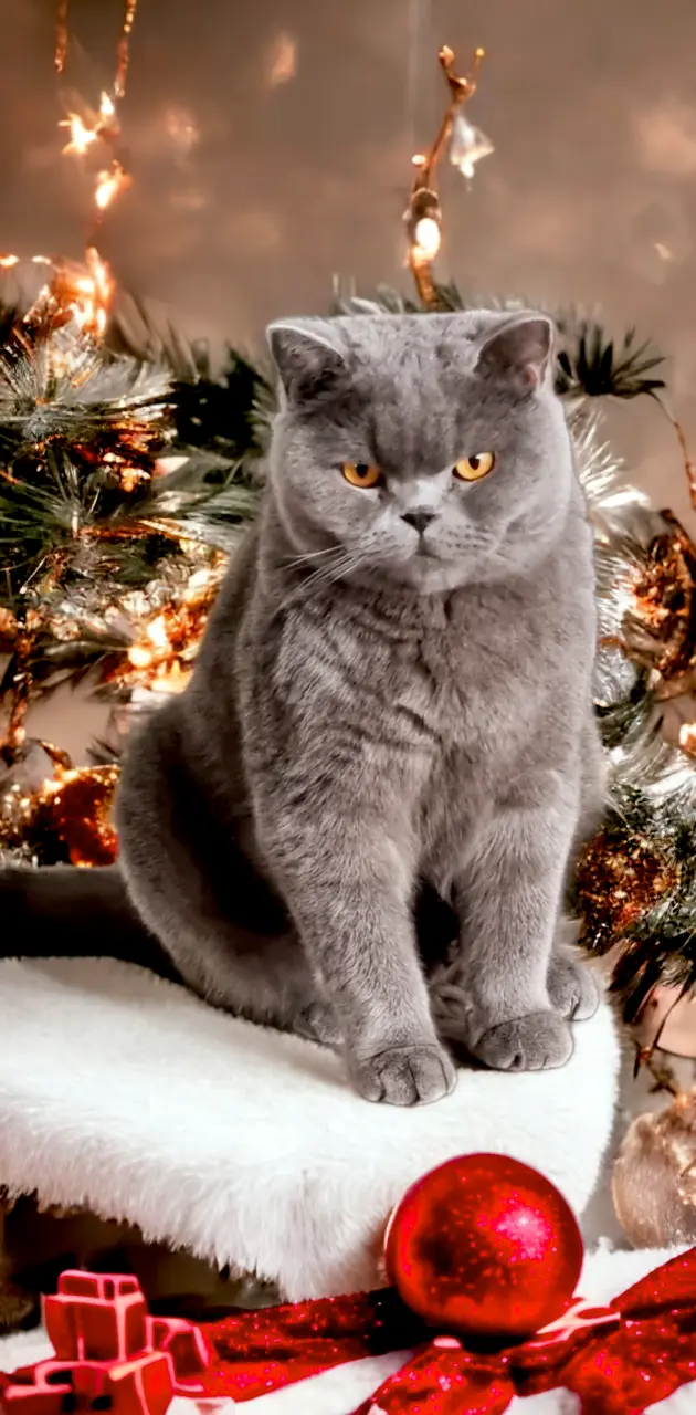 Cat Christmas 