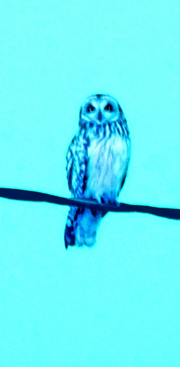 blue cyan owl
