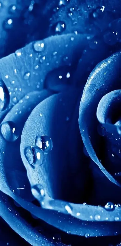 Water Drops Rose