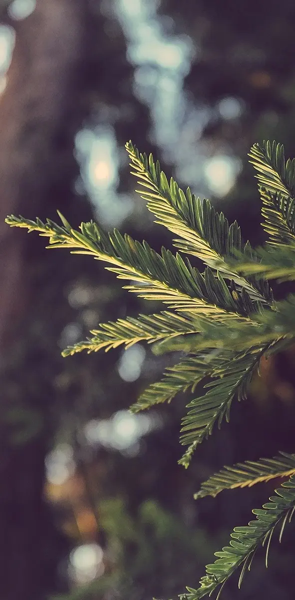 Pine leaf