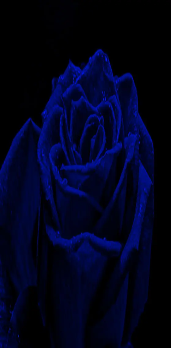 Deep Blue  Rose