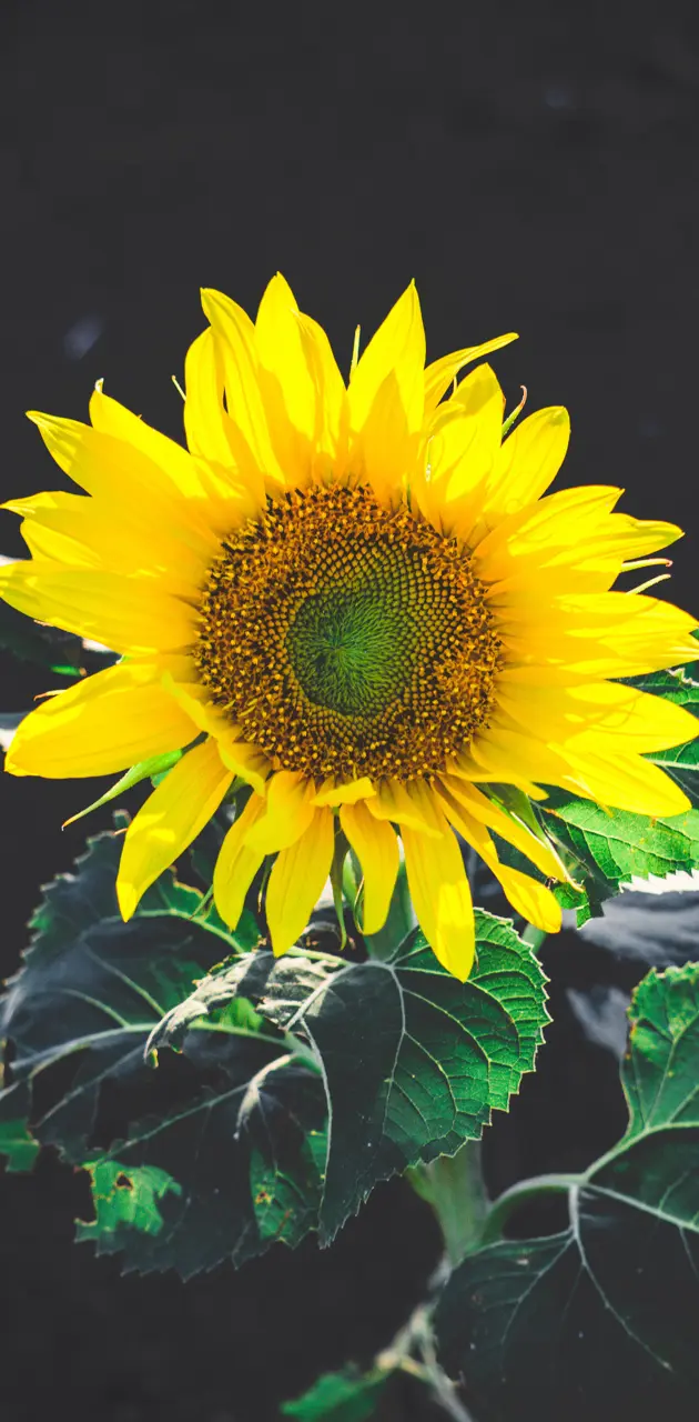 Sunflower Focus