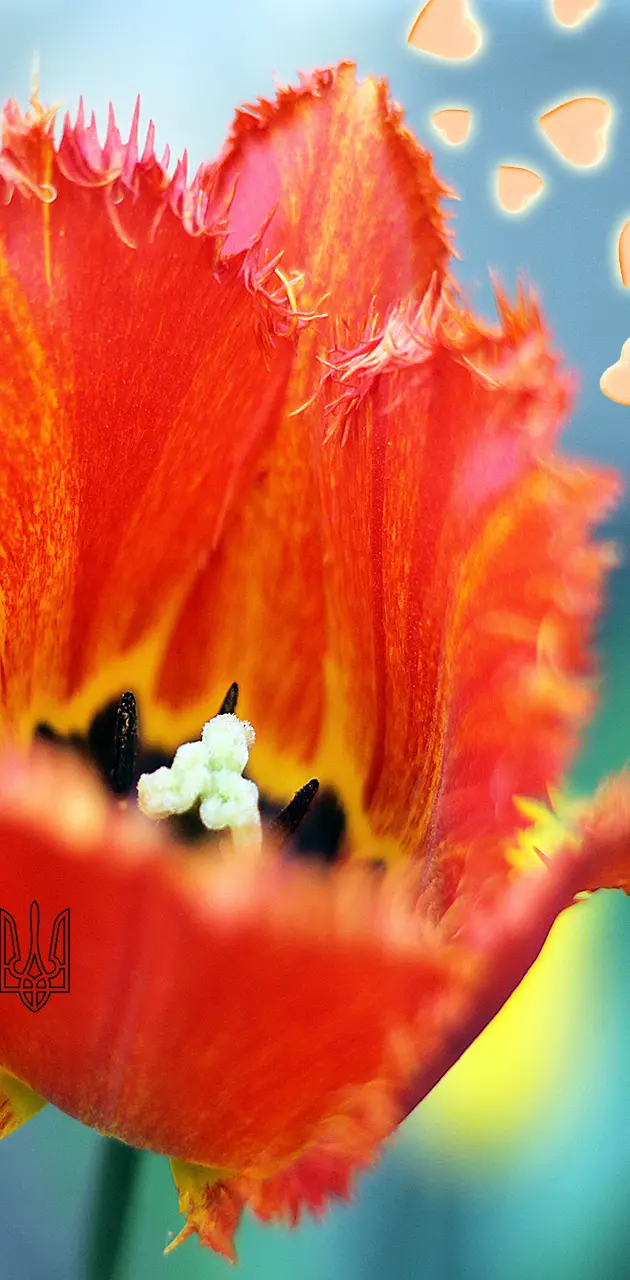 spring orange tulip