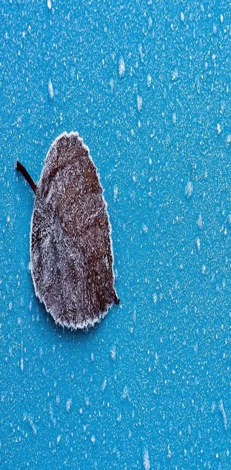 Lonely snowy leaf
