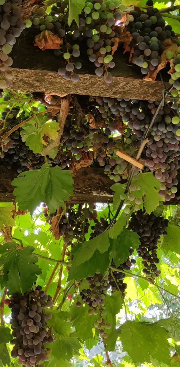 Pararon uvas