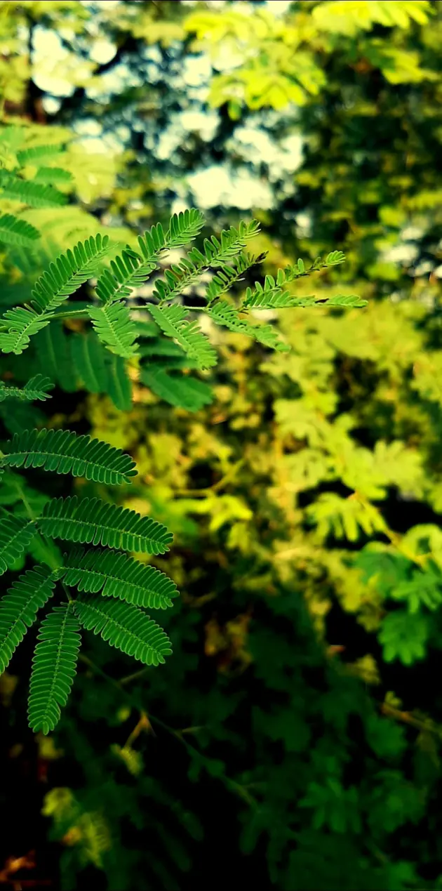 Nature leaf