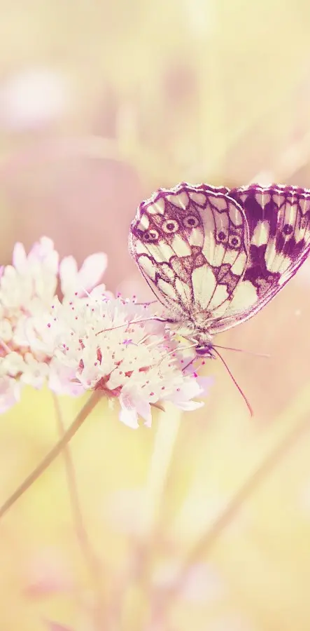 Beautiful Butterflie