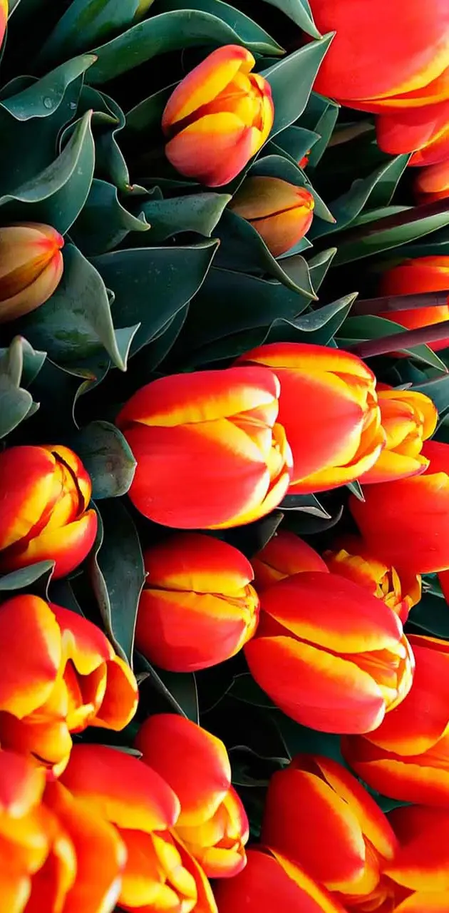 Tulips orange