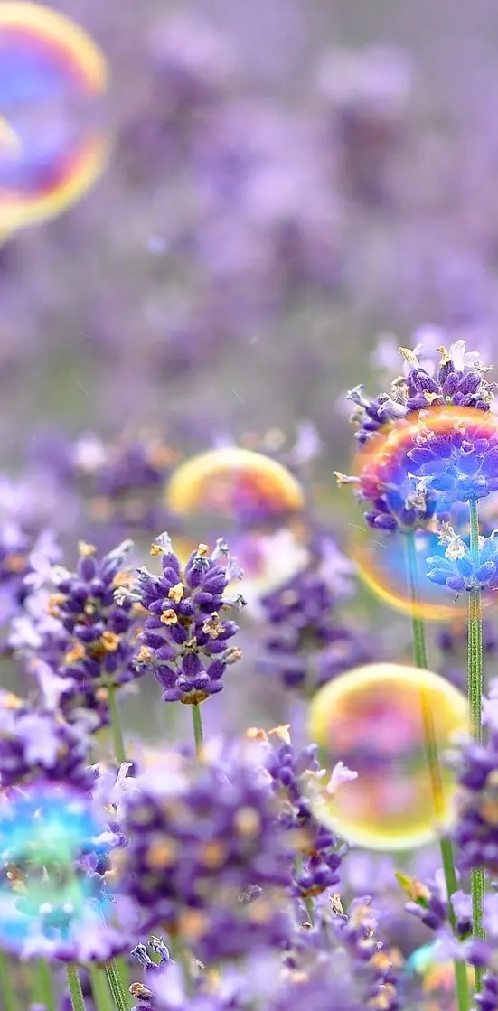 bubbles flowers