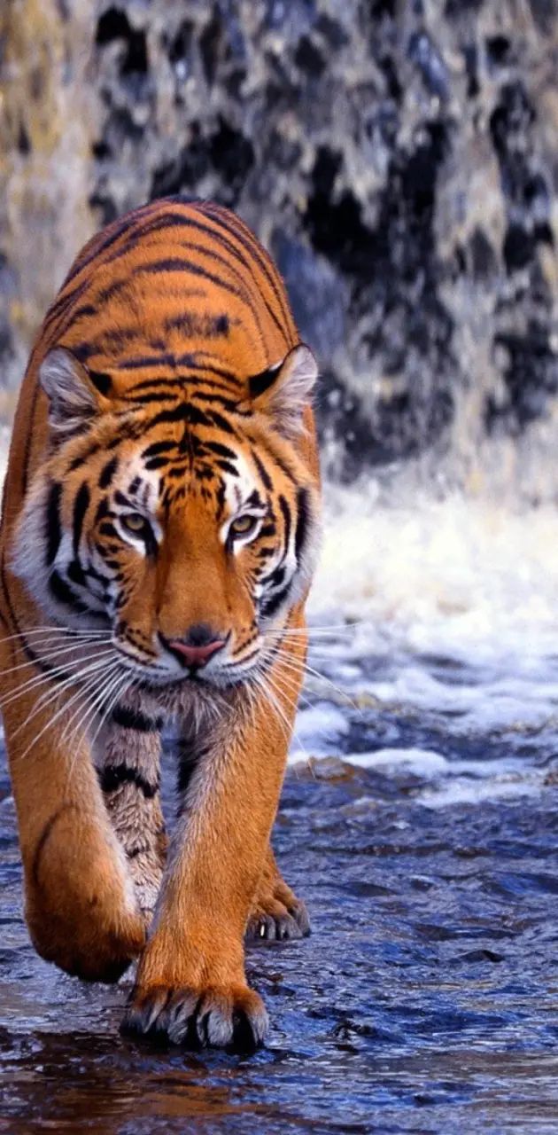 Tiger And Waterfall