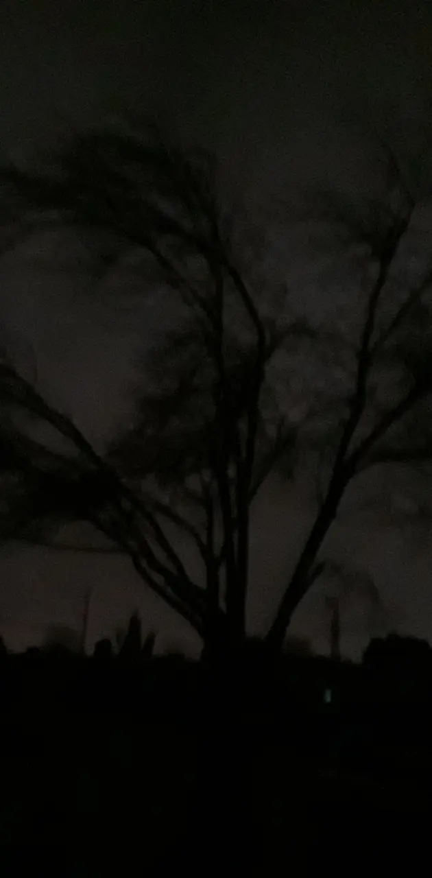 Stormy Night Tree